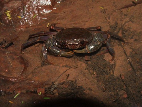 Eosamon hafniense
