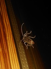 Trichoferus holosericeus