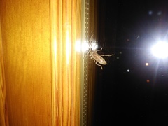 Trichoferus holosericeus