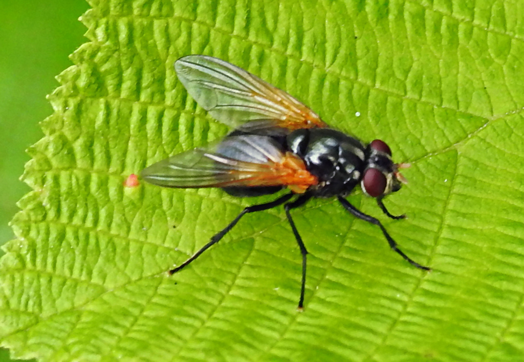 Mesembrina latreillii