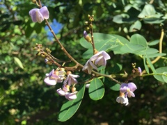 Machaerium lunatum