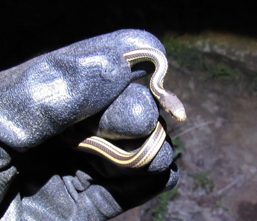 Baird's Patchnose Snake, Salvadora bairdi