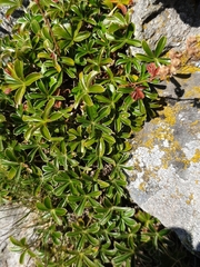 Alpinae