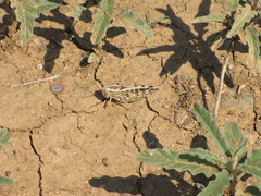 Calliptamus barbarus