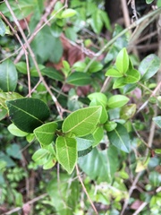 Myrcia citrifolia