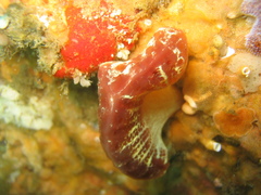 Sycozoa cerebriformis