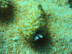 Polyandrocarpa lapidosa