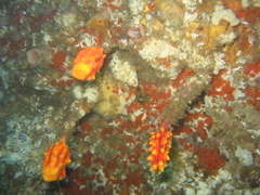 Pyura gibbosa