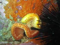 Sycozoa cerebriformis