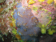 Botrylloides magnicoecus