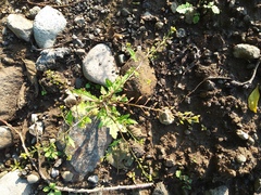 Rorippa barbareifolia