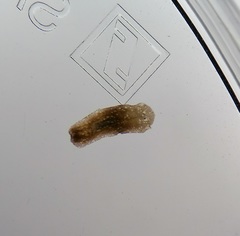 Girardia tigrina