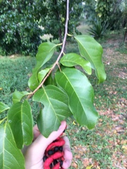 Prunus occidentalis