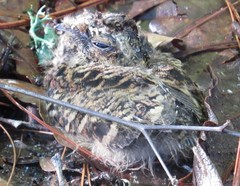 Antrostomus arizonae