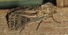 Agrotis gladiaria