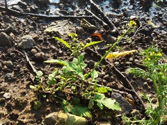 Rorippa barbareifolia