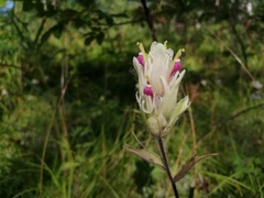 Castilleja pallida