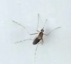 Aedes camptorhynchus