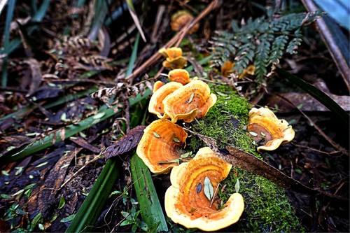 Stereum versicolor