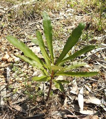 Banksia integrifolia compar