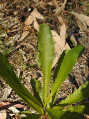 Banksia integrifolia compar