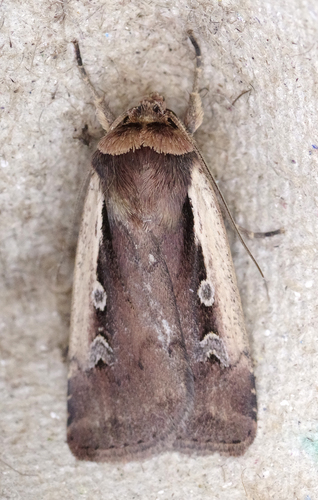 Ochropleura plecta
