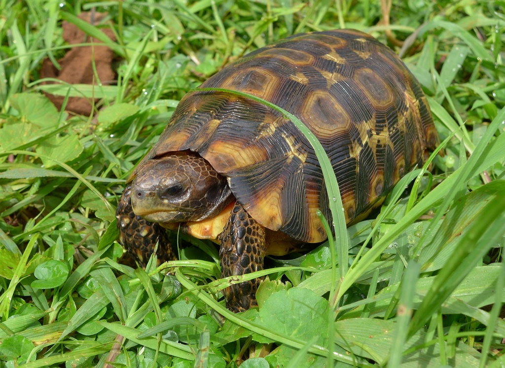 Western hinge-back tortoise from Ranch Ngaoundaba on May 09, 2014 by ...