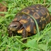 Western Hinge-back Tortoise - Photo (c) Jakob Fahr, some rights reserved (CC BY-NC), uploaded by Jakob Fahr