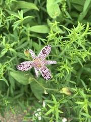 Tricyrtis formosana