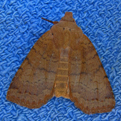 Sericaglaea signata