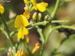 Genista fasselata