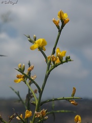Genista fasselata