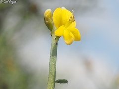 Genista fasselata