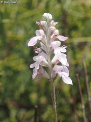 Teucrium creticum