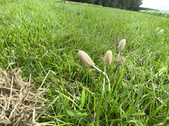 Coprinopsis atramentaria