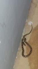 Telescopus fallax cyprianus