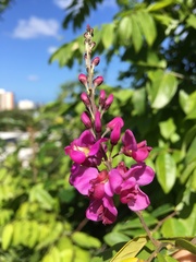 Securidaca diversifolia