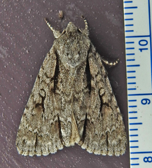 Acronicta hasta