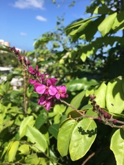 Securidaca diversifolia