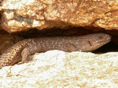 Egernia stokesii