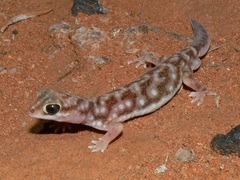 Rhynchoedura