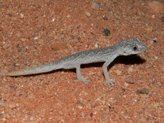 Strophurus ciliaris