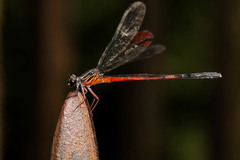 Euphaea pseudodispar