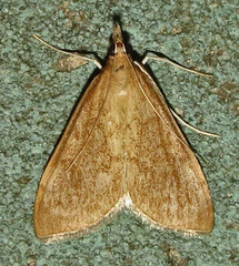 Saucrobotys futilalis