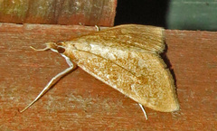 Saucrobotys futilalis