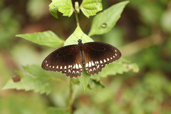 Papilio dravidarum