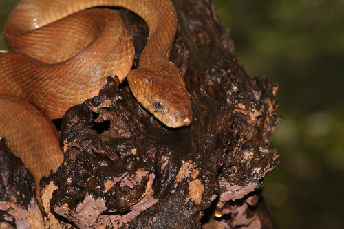 Photo of a Forsten's Cat Snake (Boiga forsteni)