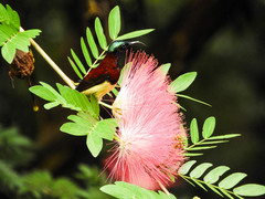 Leptocoma minima