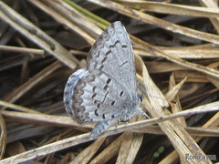Celastrina lucia
