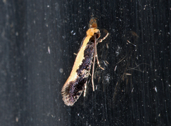 Monopis obviella